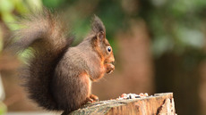 Eichhörnchen (28).jpg